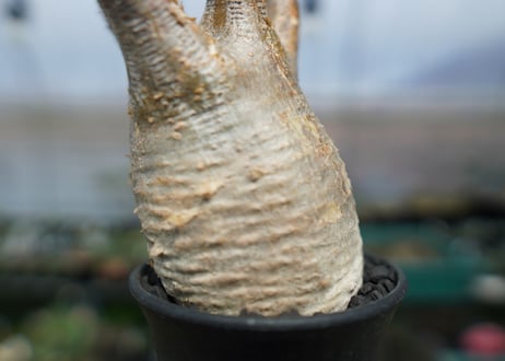 パキポディウム　グラキリス　 Pachypodium Gracilius  No.2