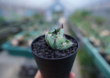 アガベ　チタノタ　 ブラックアンドブルー 　Agave titanota black and blue　No.3