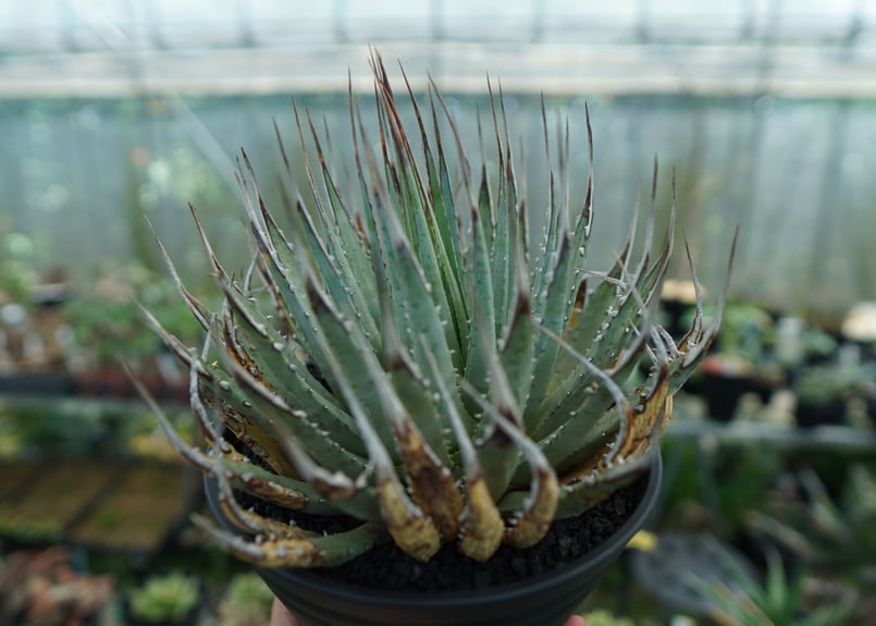 アガベ ユタエンシス Agave uthaensis No.4 | mana's farm:塊