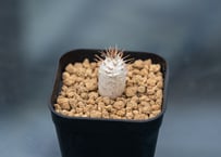 ユッカ フィリフェラ | mana's green:塊根植物販売|マナズグリーン ユッカ フィリフェラ | mana's green:塊根植物販売|マナズグリーン