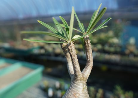 パキポディウム　グラキリス　 Pachypodium Gracilius  No.10