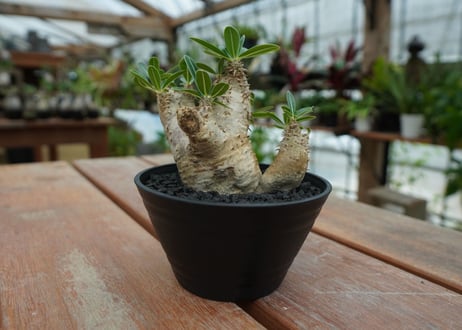 パキポディウム　デンシフローラム Pachypodium densiflorum   No.4