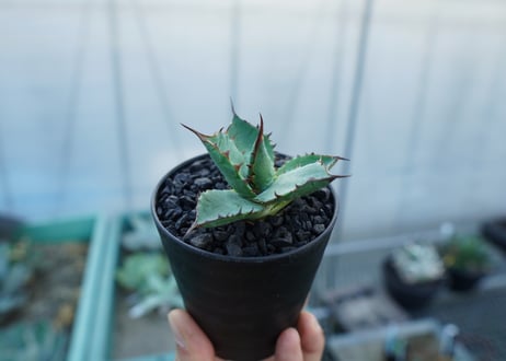 アガベ　パラサナ×ホリダ　agave parasana×horrida