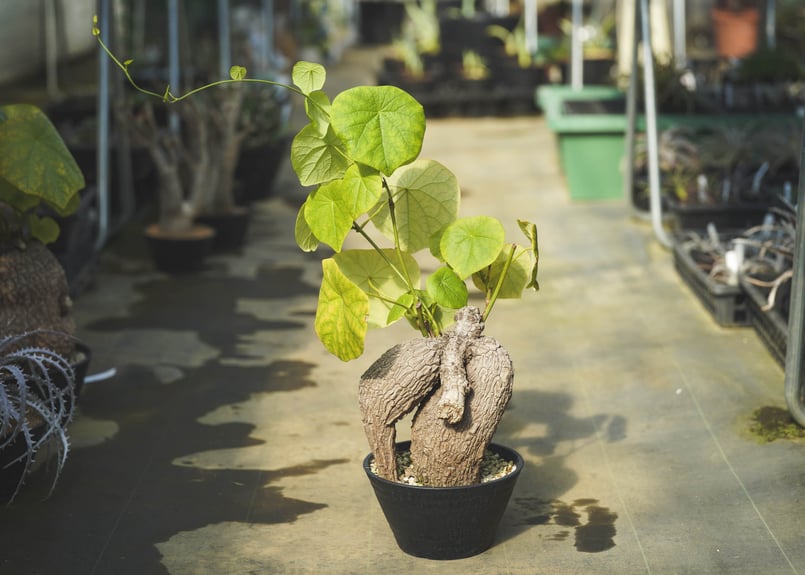 ステファニア スベローサ | mana's farm:塊根植物・アガベ・ドライ