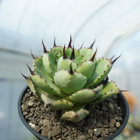 macroacantha | STORES macroacantha | STORES