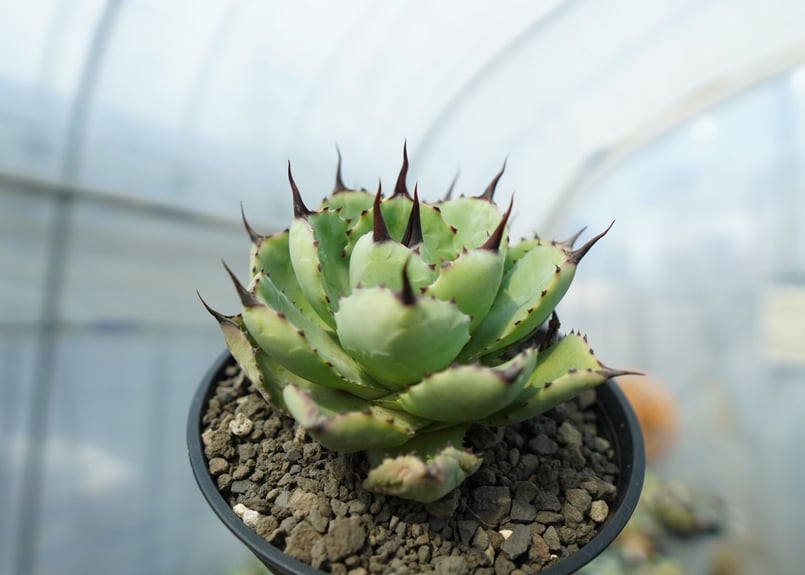 アガベ マクロアカンサ×ポタトラム Agave macroacantha×potatorum