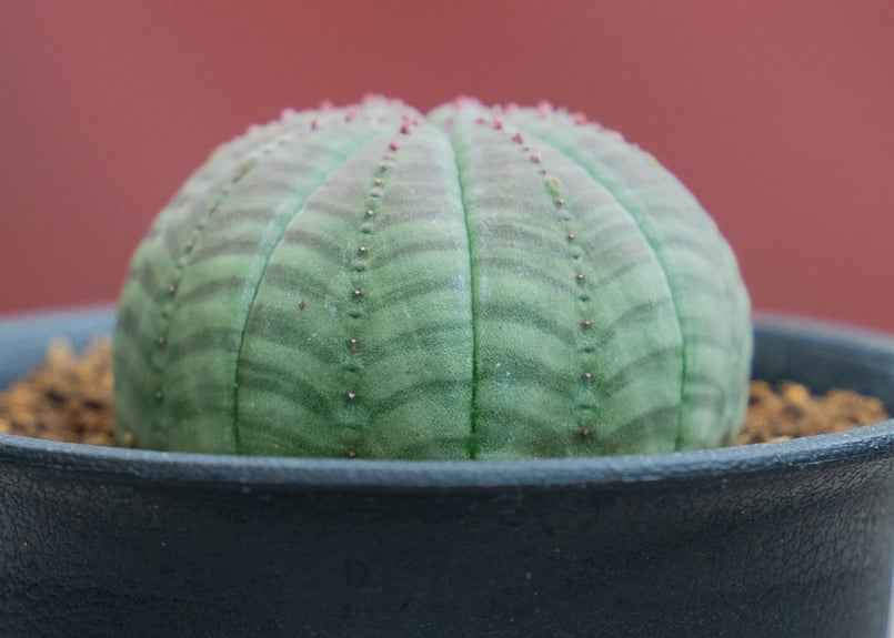 ユーフォルビア オベサ | mana's farm:塊根植物・アガベ・ドライ