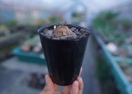 亀甲竜　Dioscorea elephantipes　No.4