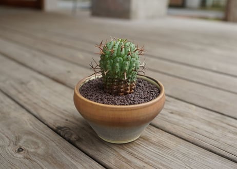 ユーフォルビア　群星冠　Euphorbia stellispina