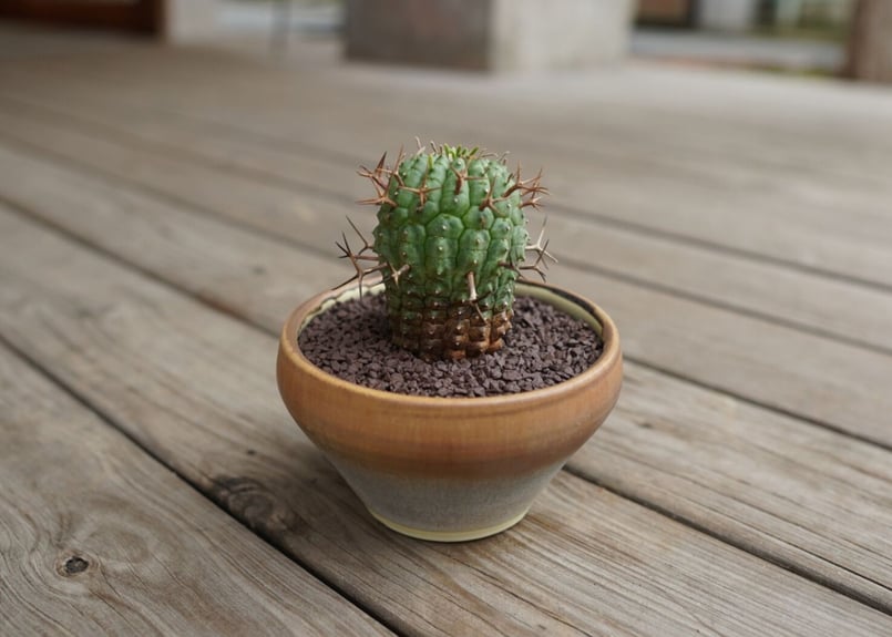 ユーフォルビア 群星冠 Euphorbia stellispina | mana's farm