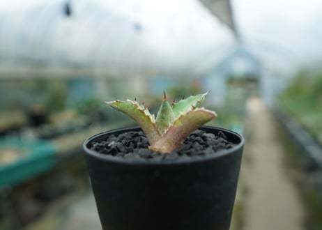 アガベ　チタノタ　萬代厳竜　Agave lophantha×titanota　No.1