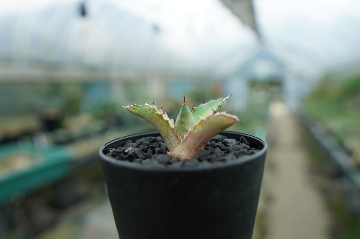 アガベ チタノタ 萬代厳竜 Agave lophantha×titanota No.1 | m アガベ チタノタ 萬代厳竜 Agave lophantha×titanota No.1 | m