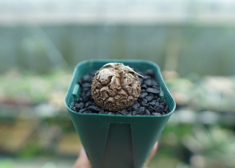 亀甲竜　Dioscorea elephantipes　No.6