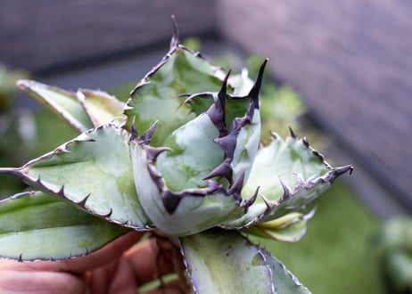 Agave B&B C NO.1