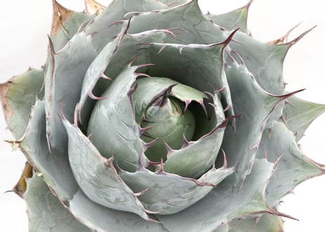Agave parrasana Globe