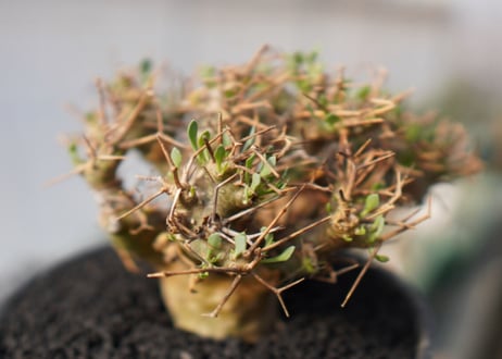 【発根済み】オトンナ・ユーフォルビオイデス　Othonna euphorbioides　No.1