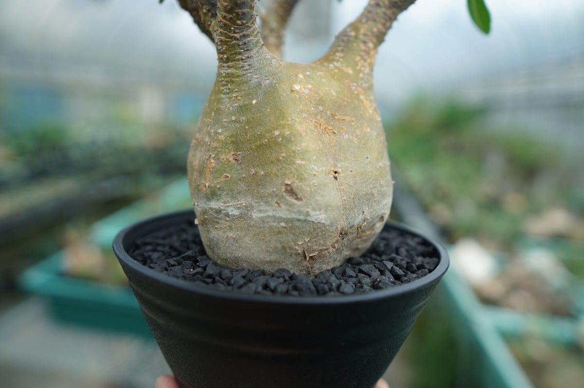 パキポディウム グラキリス Pachypodium Gracilius No.3 | ma