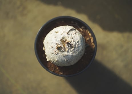 錦珊瑚