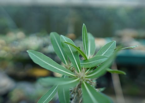 パキポディウム　ホロンベンセ　Pachypodium horombense