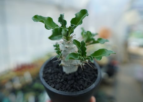 パキポディウム　サンデルシー　Pachypodeium saundersii  No.4