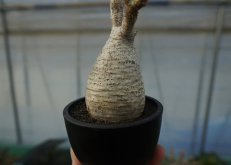 パキポディウム　グラキリス　 Pachypodium Gracilius  No.6
