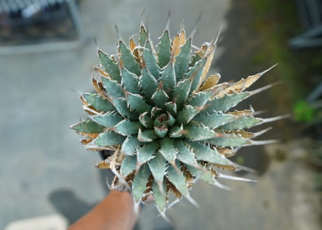 アガベ　ユタエンシス　Agave uthaensis　No.3