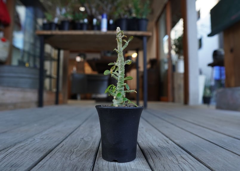 ドルステニア ギガス Dorstenia gigas | mana's farm:塊根植物・ア