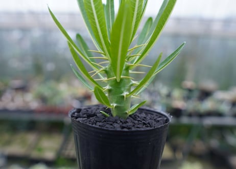 パキポディウム　アンボンゲンセ　Pachypodium ambongense　No.2