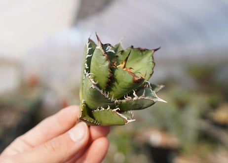 agave titanota FO-76  No.13