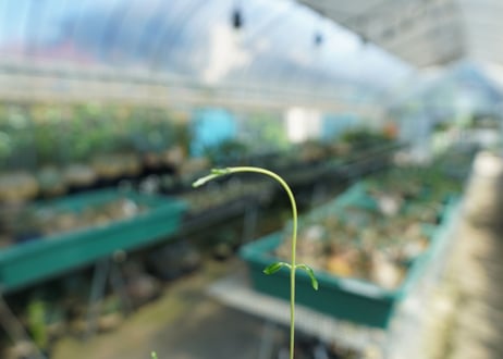 フォッケア　エデュリス　”火星人”　Fockea edulis  No.4