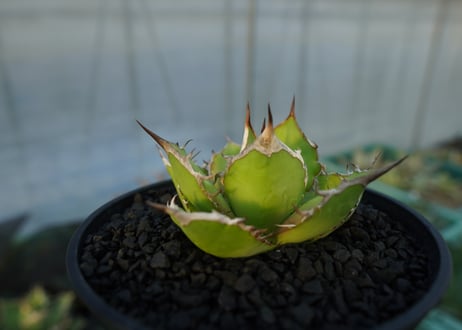 アガベ　チタノタ　Agave titanota　No.4
