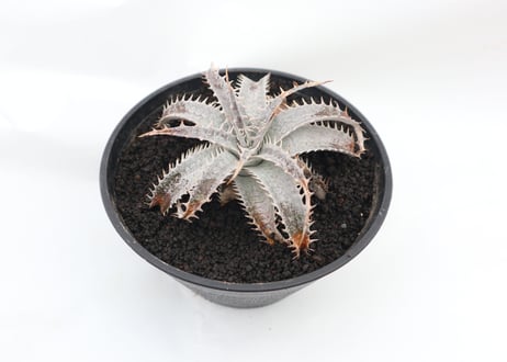 ディッキア　dyckia (Arizona x ML) x DelicataGF1