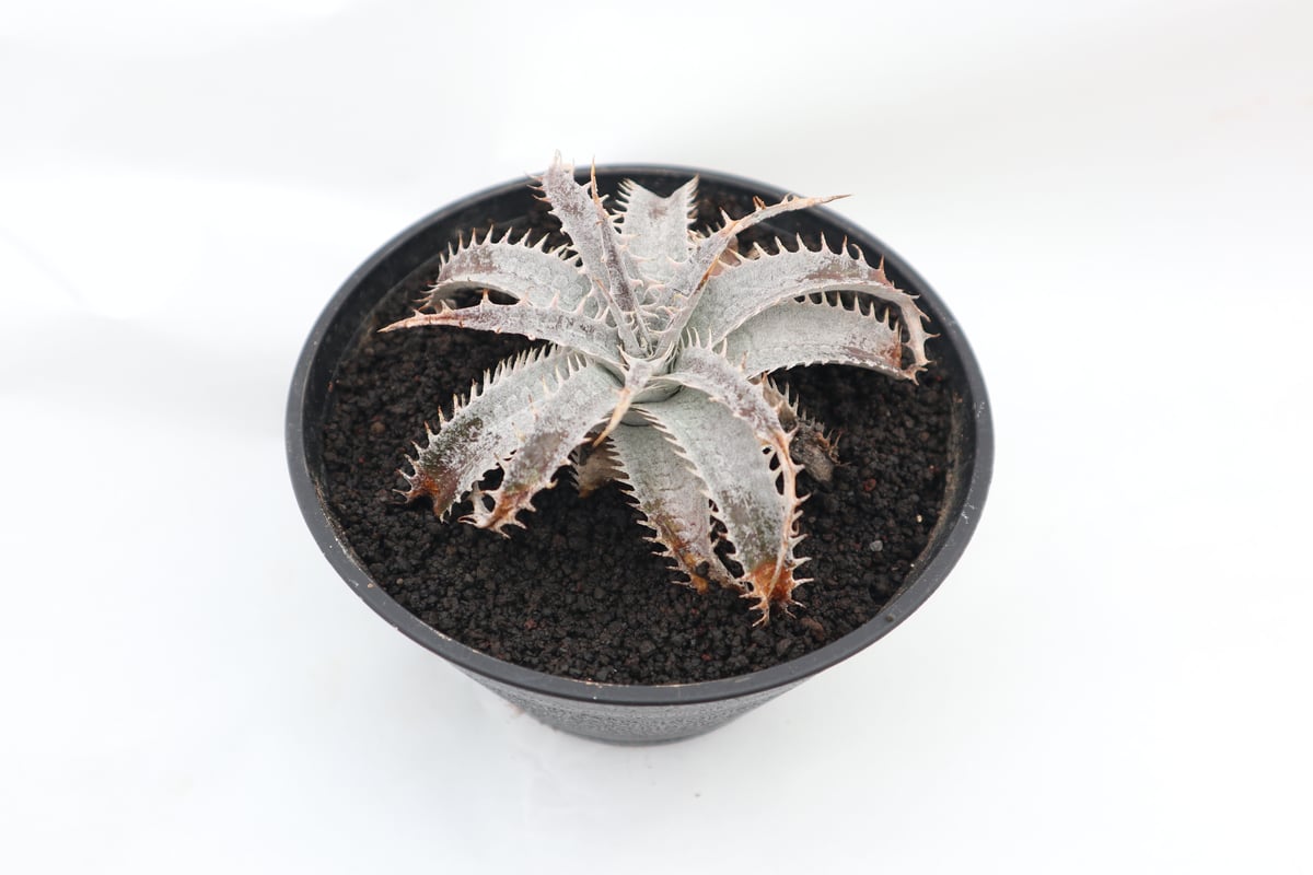 ディッキア dyckia (Arizona x ML) x DelicataGF1 | man