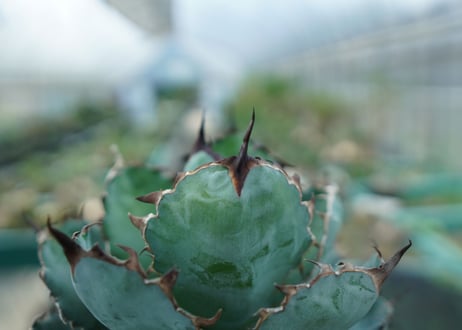 アガベ　チタノタ　 ブラックアンドブルー 　Agave titanota black and blue　No.6