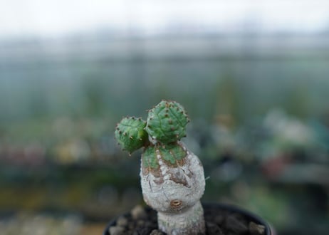 ユーフォルビア　オベサブロー　Euphorbia ObesaBlow No.3