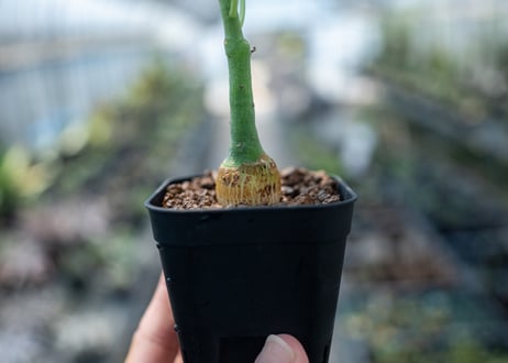 アデニア グラウカ  Adenia glauca　NO.6