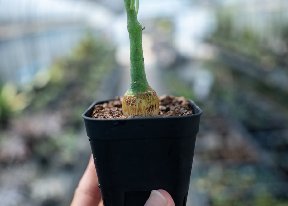 66b57f8d13061f00305703a4