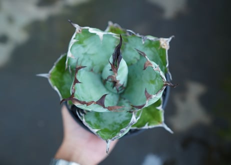 アガベ　チタノタ　 ブラックアンドブルー 　Agave titanota black and blue　No.1