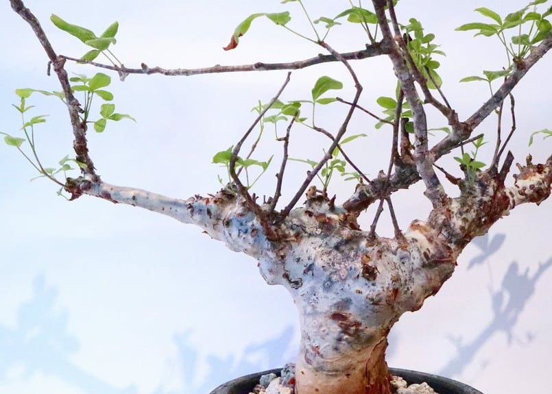 コミフォラ オルビクラリス | mana's farm:塊根植物・アガベ・ドライ