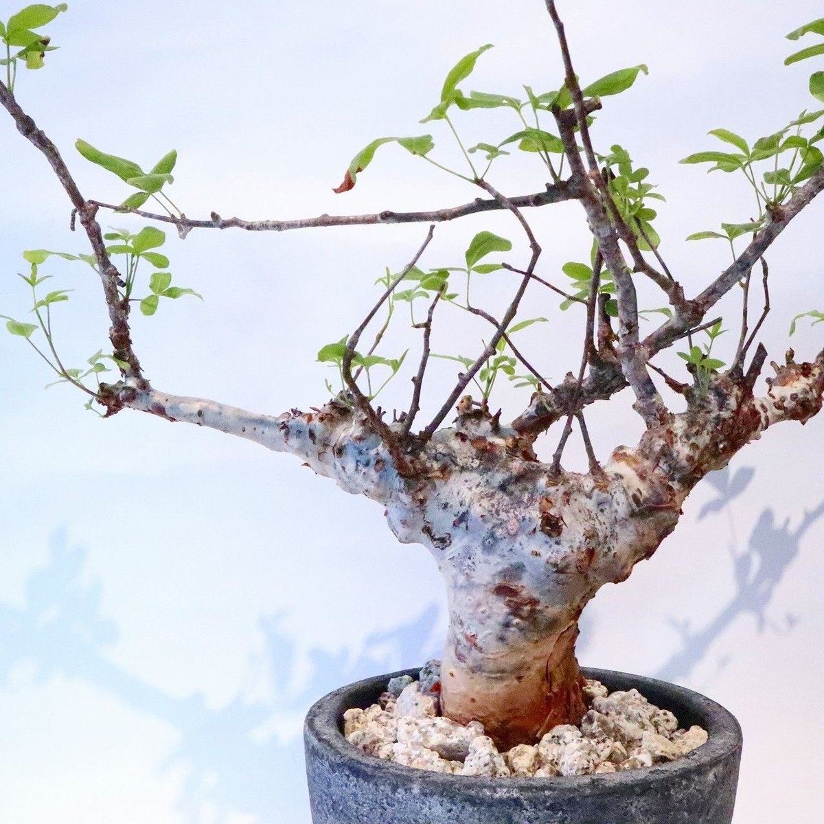 コミフォラ オルビクラリス | mana's farm:塊根植物・アガベ・ドライ