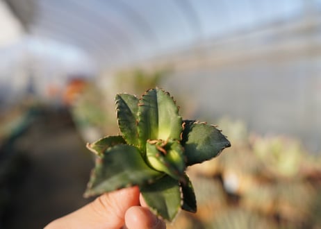 agave titanota ソーラーエクリプス　 NO.5