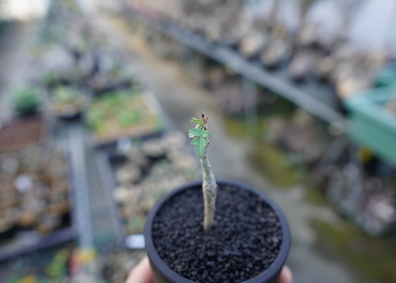 ブルセラ ヒンドシアナ Bursera hindsiana | mana's farm:塊根植