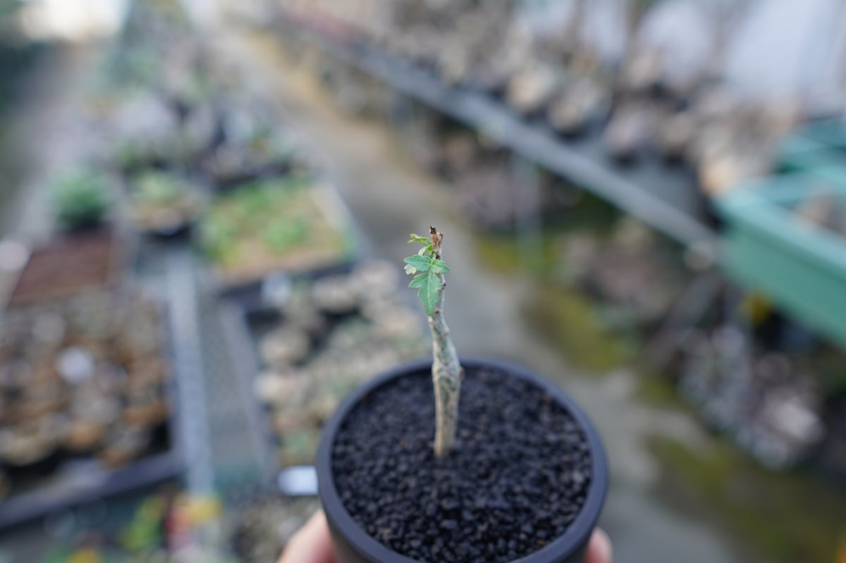ブルセラ ヒンドシアナ Bursera hindsiana | mana's farm:塊根植