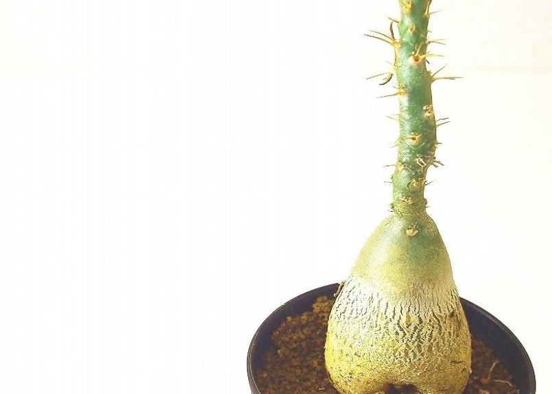 パキポディウム サキュレンタム 天馬空 Pachypodium succulentum | m