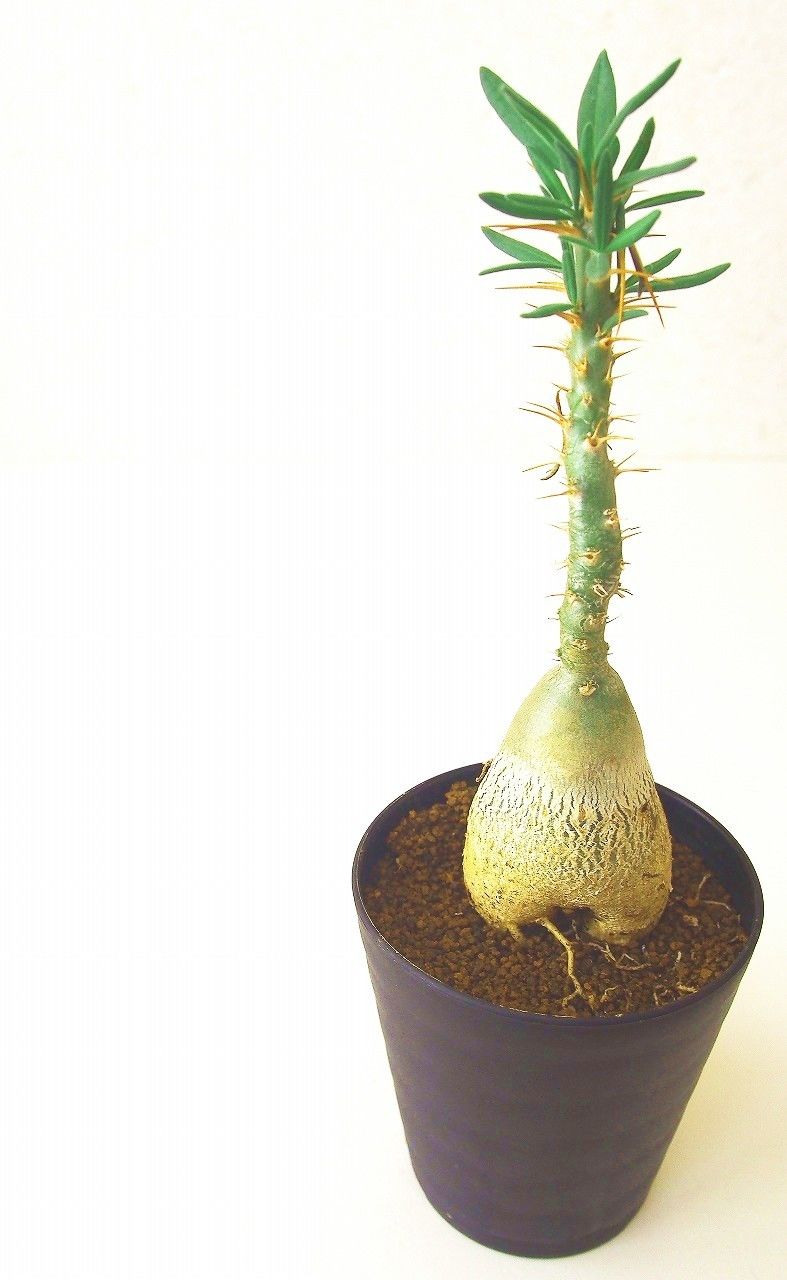 パキポディウム サキュレンタム 天馬空 Pachypodium succulentum | m