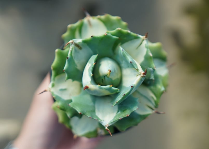 アガベ 王妃雷神錦 白中斑 Agave “Ohi Raijin Nishiki Shirona