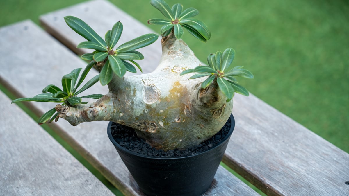 パキポディウム マカイエンセ | mana's farm:塊根植物・アガベ・ドライ