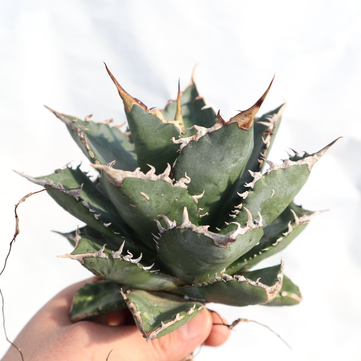 fit=scale-down,w=1200