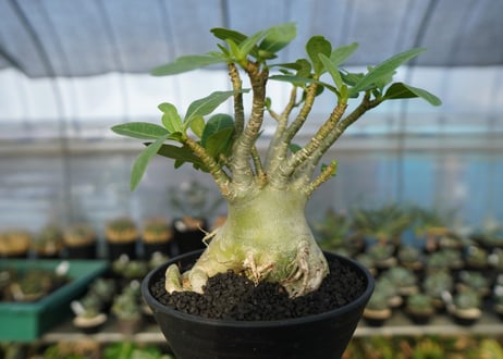 アデニウム　Adenium　No.4