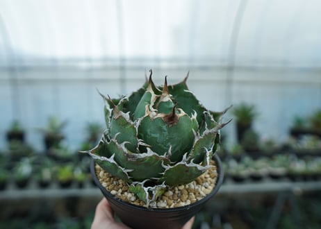 アガベ　チタノタ　白鯨　Agave titanota White whale　NO.1